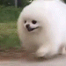 :rundoggy: